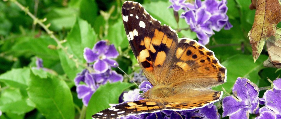 papillon gerard e-06.jpg