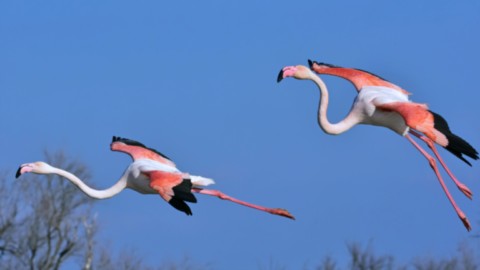 Barracudas en méditérranée